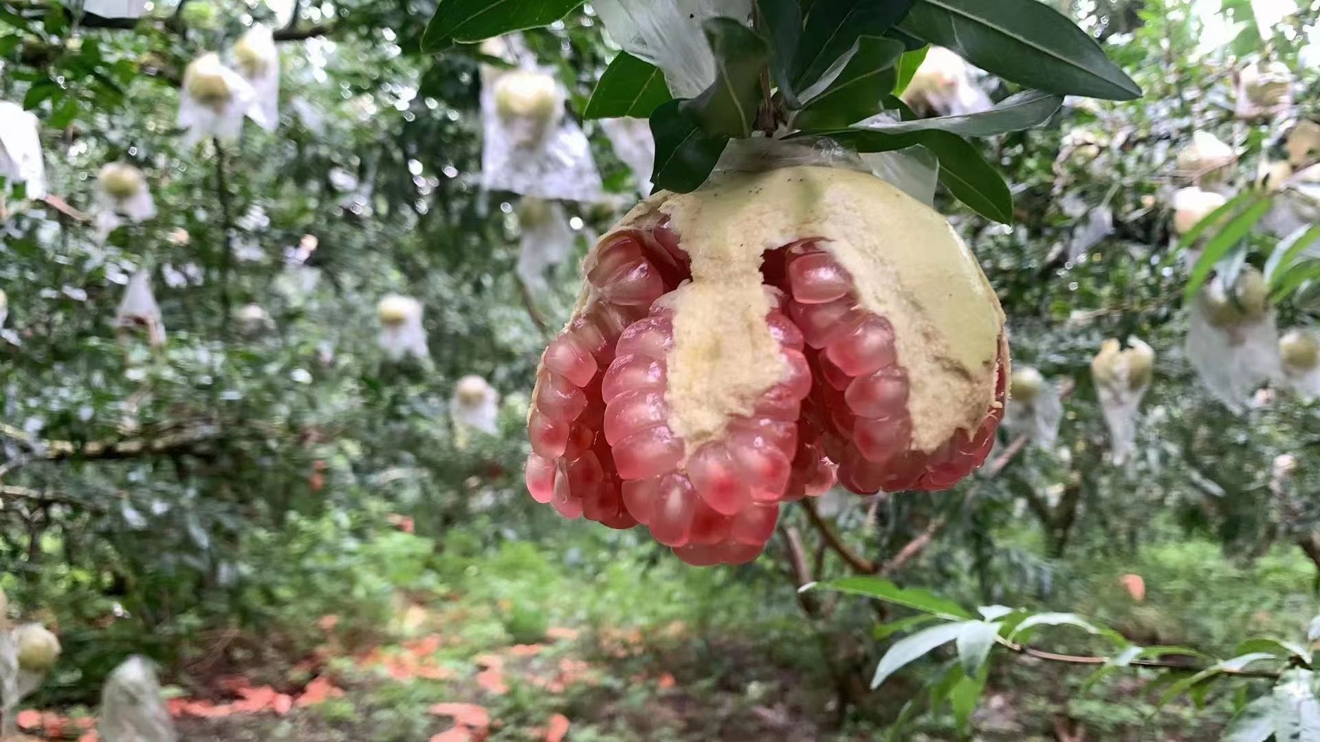 红石榴  雲南蒙自石榴一件代發