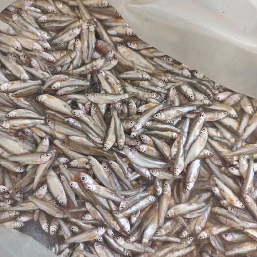 济源市饲料鱼 鱼 