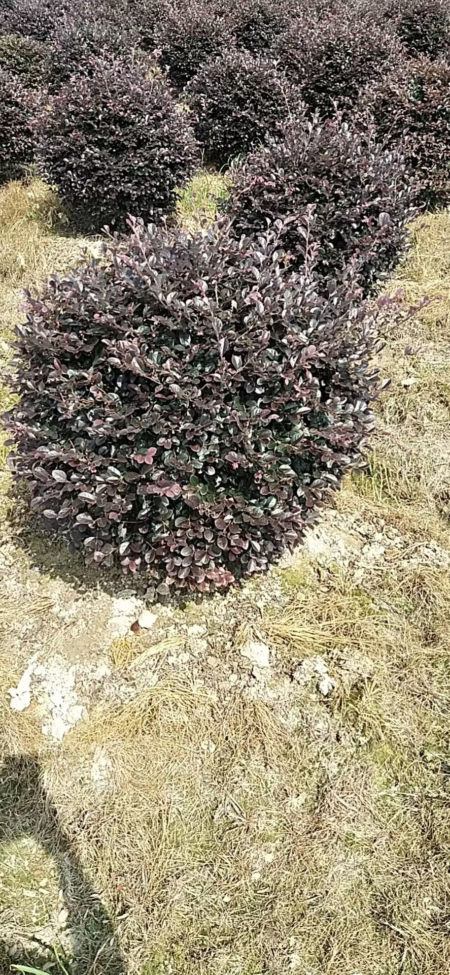 红花继木 红花檵木球