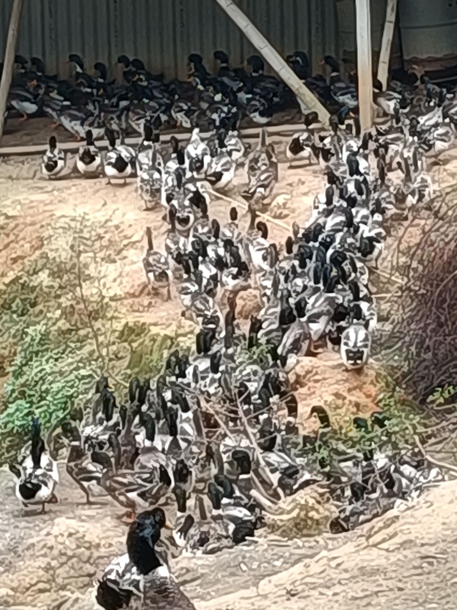 青头鸭，麻鸭青头，大青头鸭，金头鸭