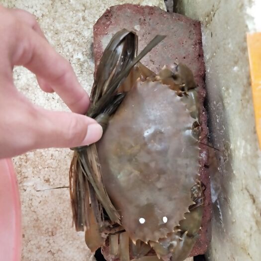 阳西县阳江本地生猛满糕青蟹，肉蟹，质量保证，长期供应