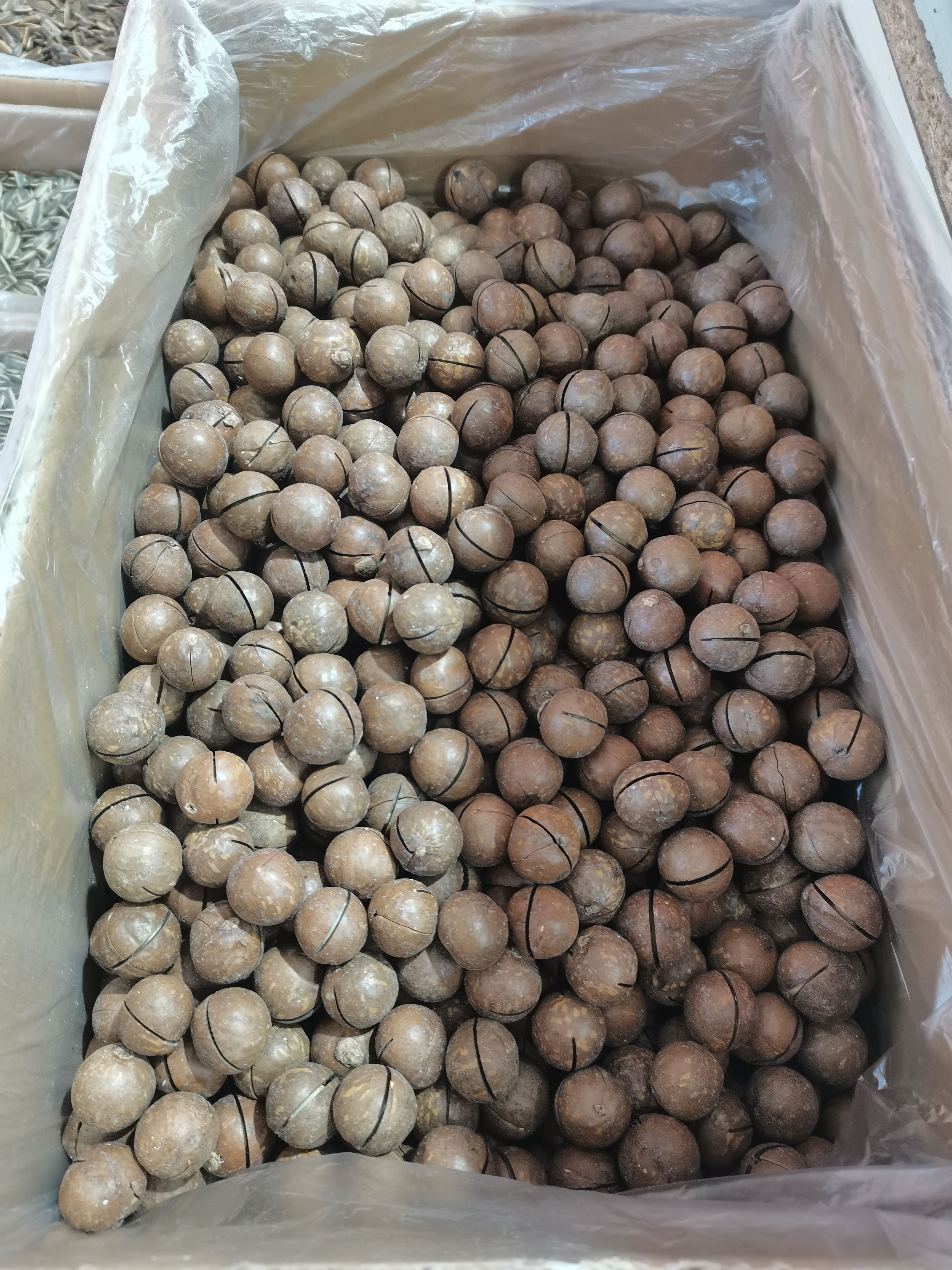 新货奶油味夏威夷果特大夏果