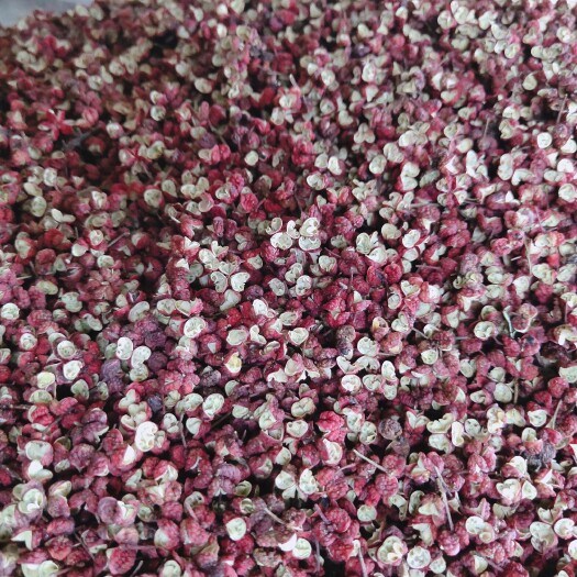 秦安县 正宗秦安大红袍花椒颗粒饱满色泽鲜艳麻味上头