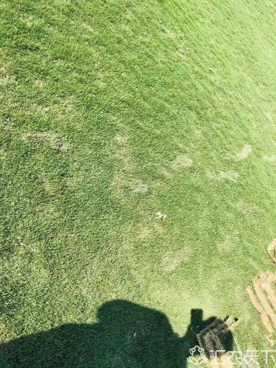 草坪草