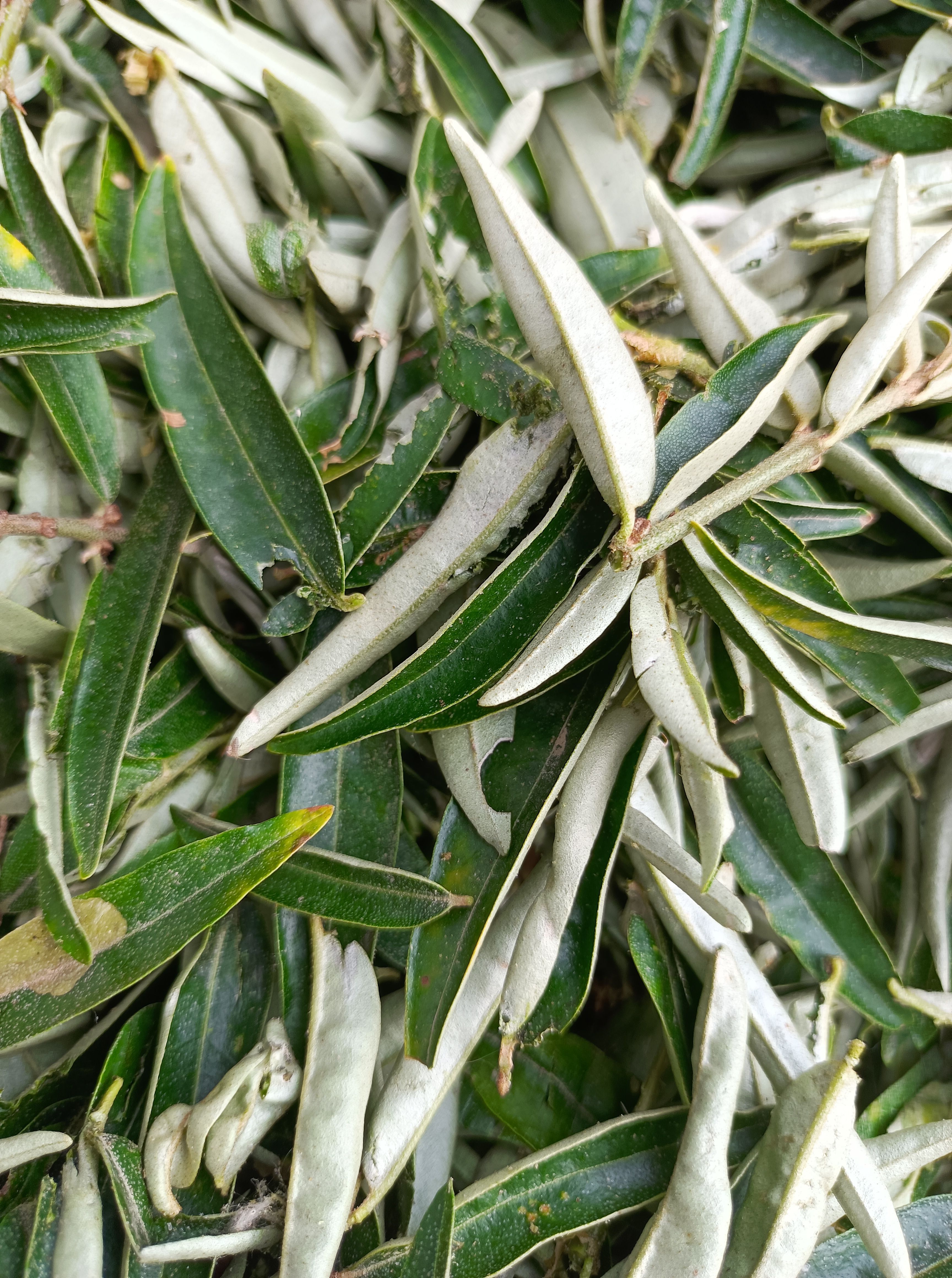 青海沙棘叶沙棘茶