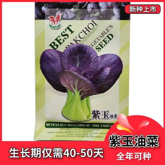 沭阳县紫叶油菜种子 紫叶小白菜种籽紫青菜种子 耐寒耐热耐抽苔四季种