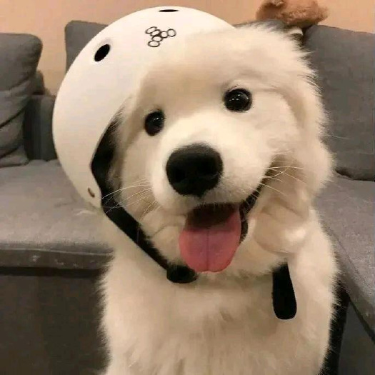 顺平县泰迪犬 爆红小泰迪，50天疫苗一针