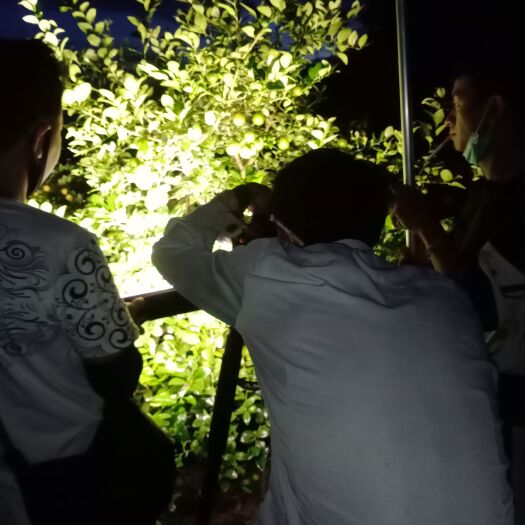 芒市莱姆柠檬 云南省德宏傣族景颇族自治州芒市 有籽 