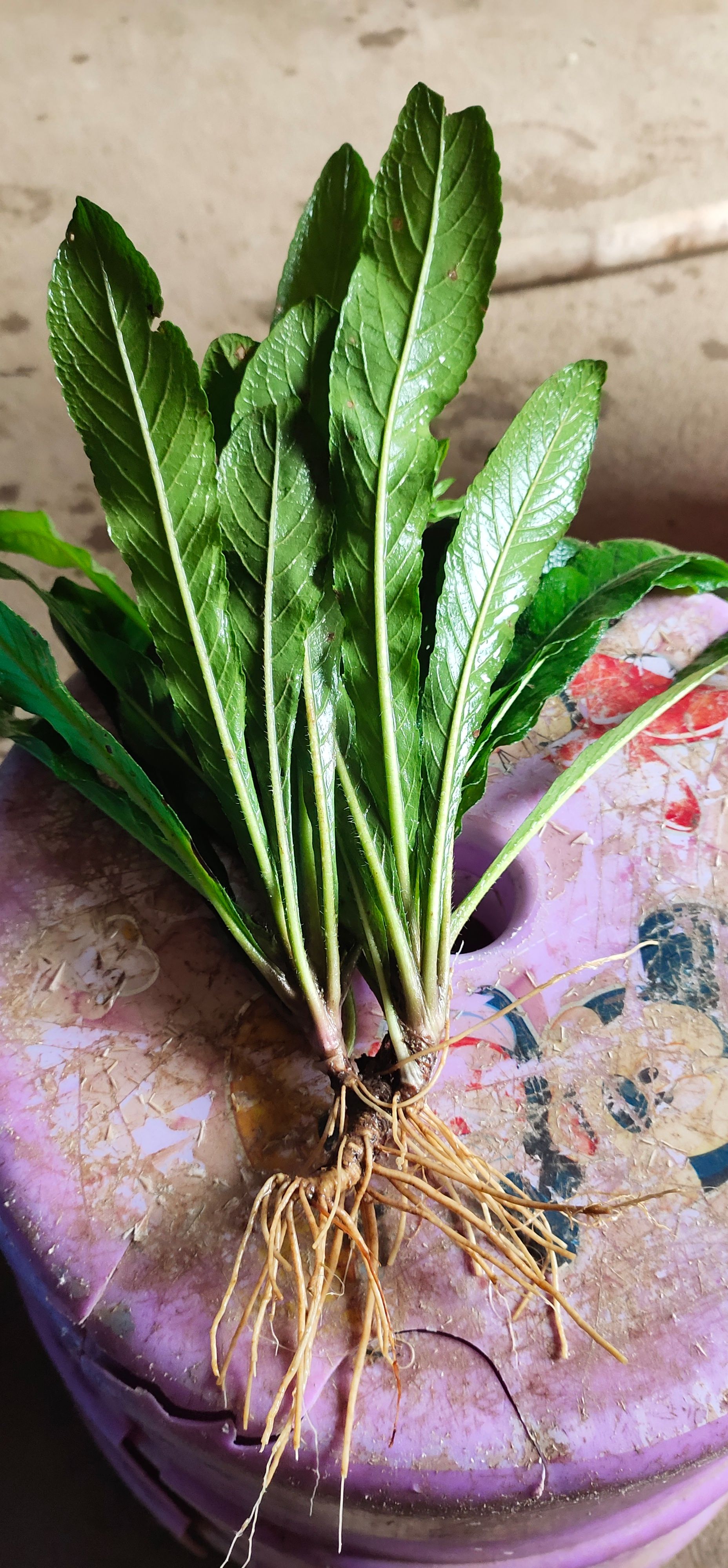 地胆草 广西新鲜地胆头草药深山老林天然地胆草