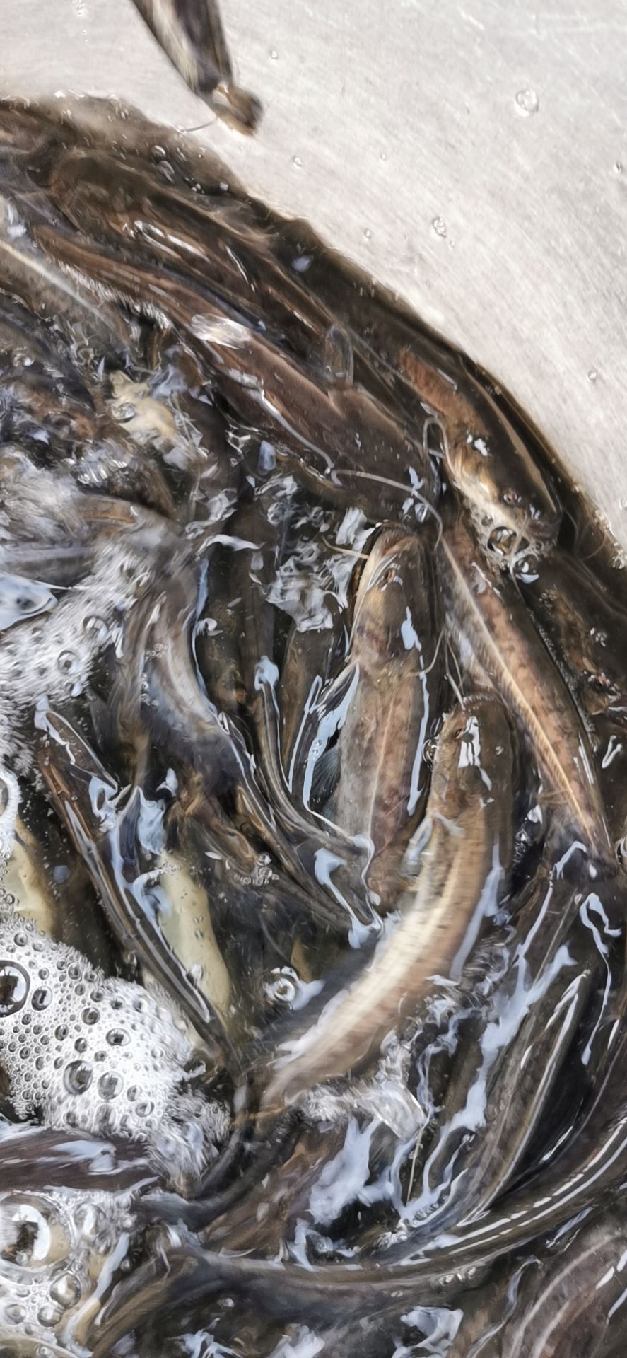 大规格南方杂方大口鲶鱼苗供应