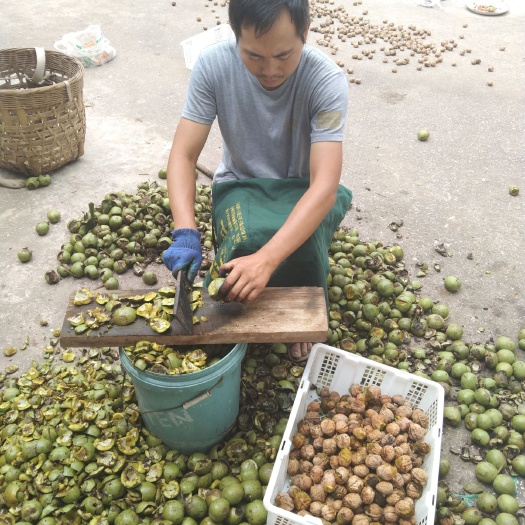 德昌县泡核桃 新鲜老核桃 干燥 皮薄 籽粒饱满 个个正宗 绝不参假