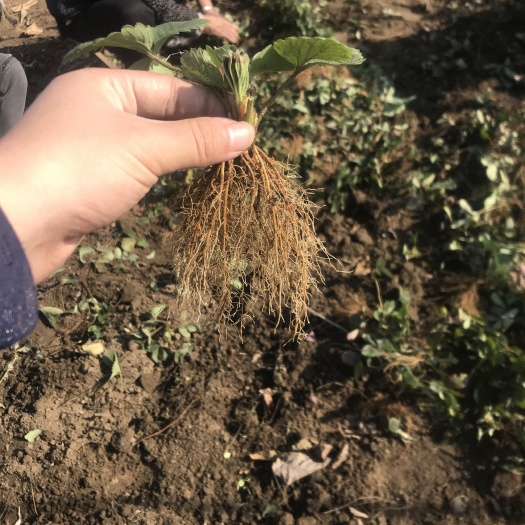 泰安章姬草莓苗  一级矮壮苗   基地直销  保证品种