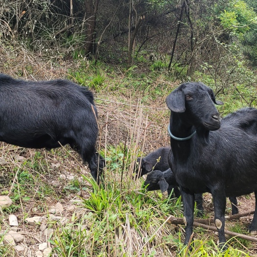 巫山杂交羊  肉羊