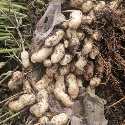沂水县出售优质鲜花生量大优惠