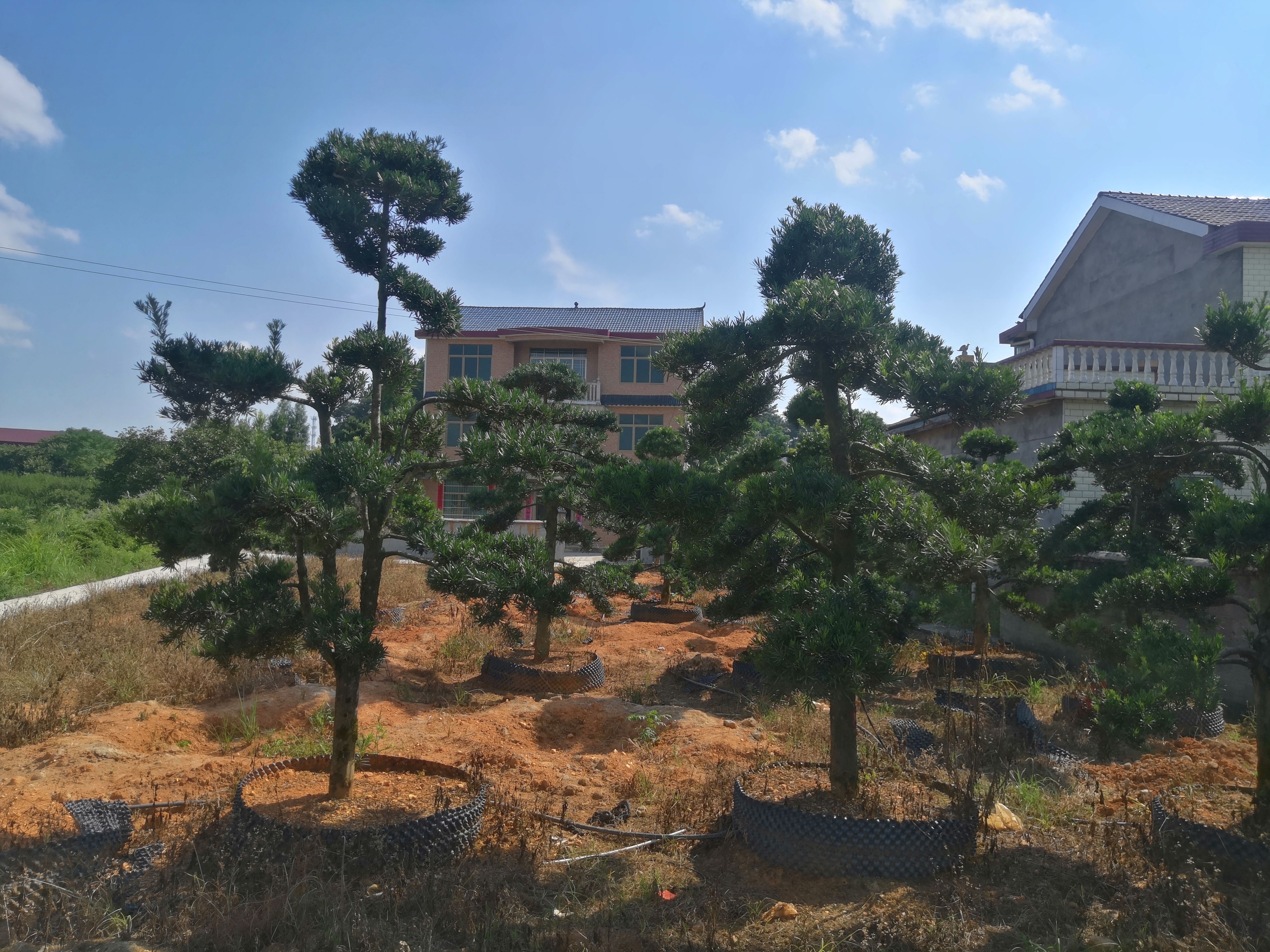 12公分造型罗汉松