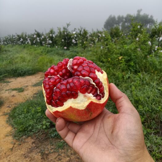 南华县 突尼斯软籽石榴
