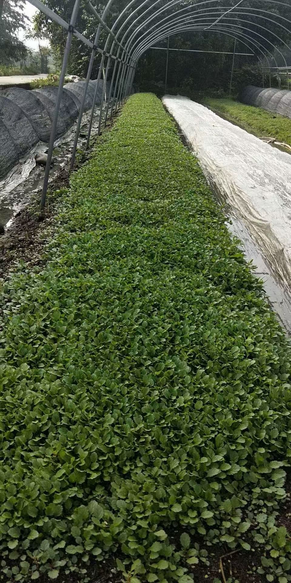 栽培基质  育苗肥