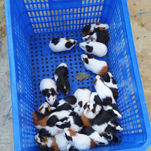 赣州荷兰鼠 荷兰猪