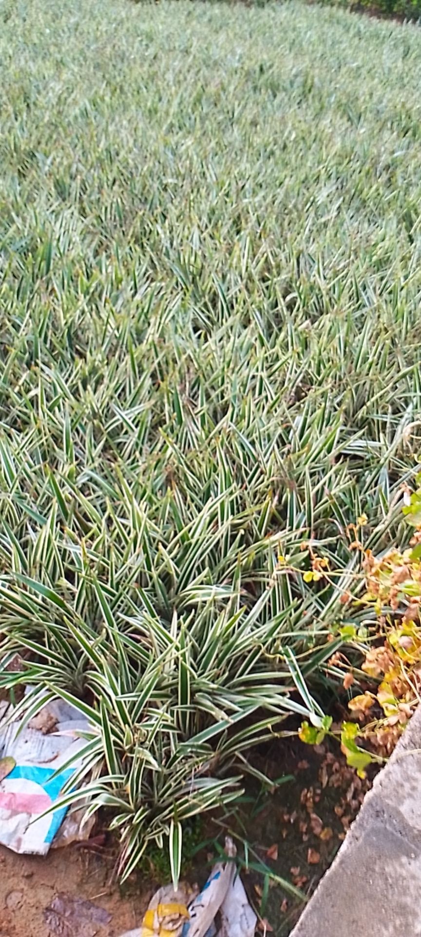 山菅兰  量大从代