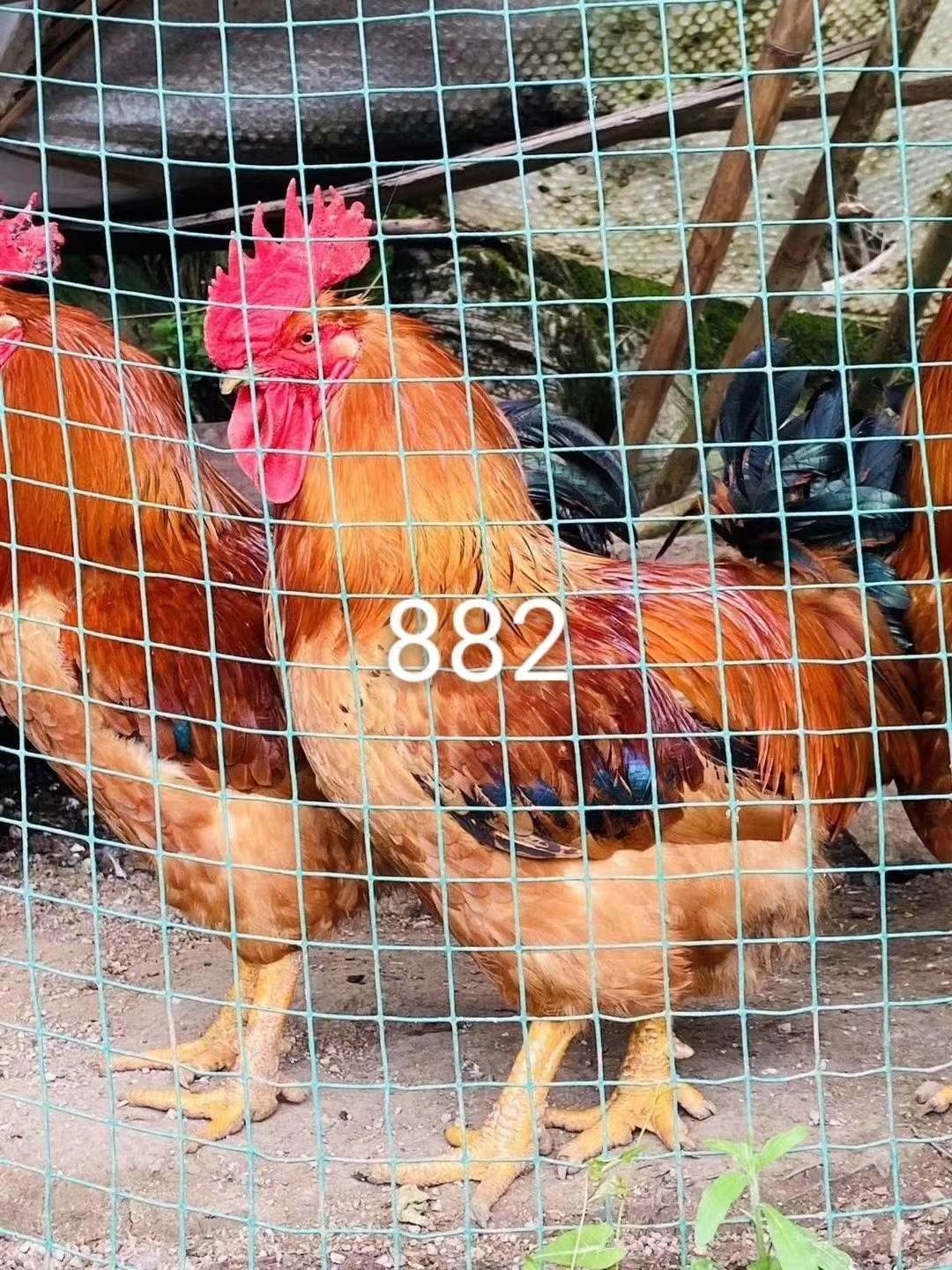 K9鸡苗  k9，882/901包疫苗，技术运输