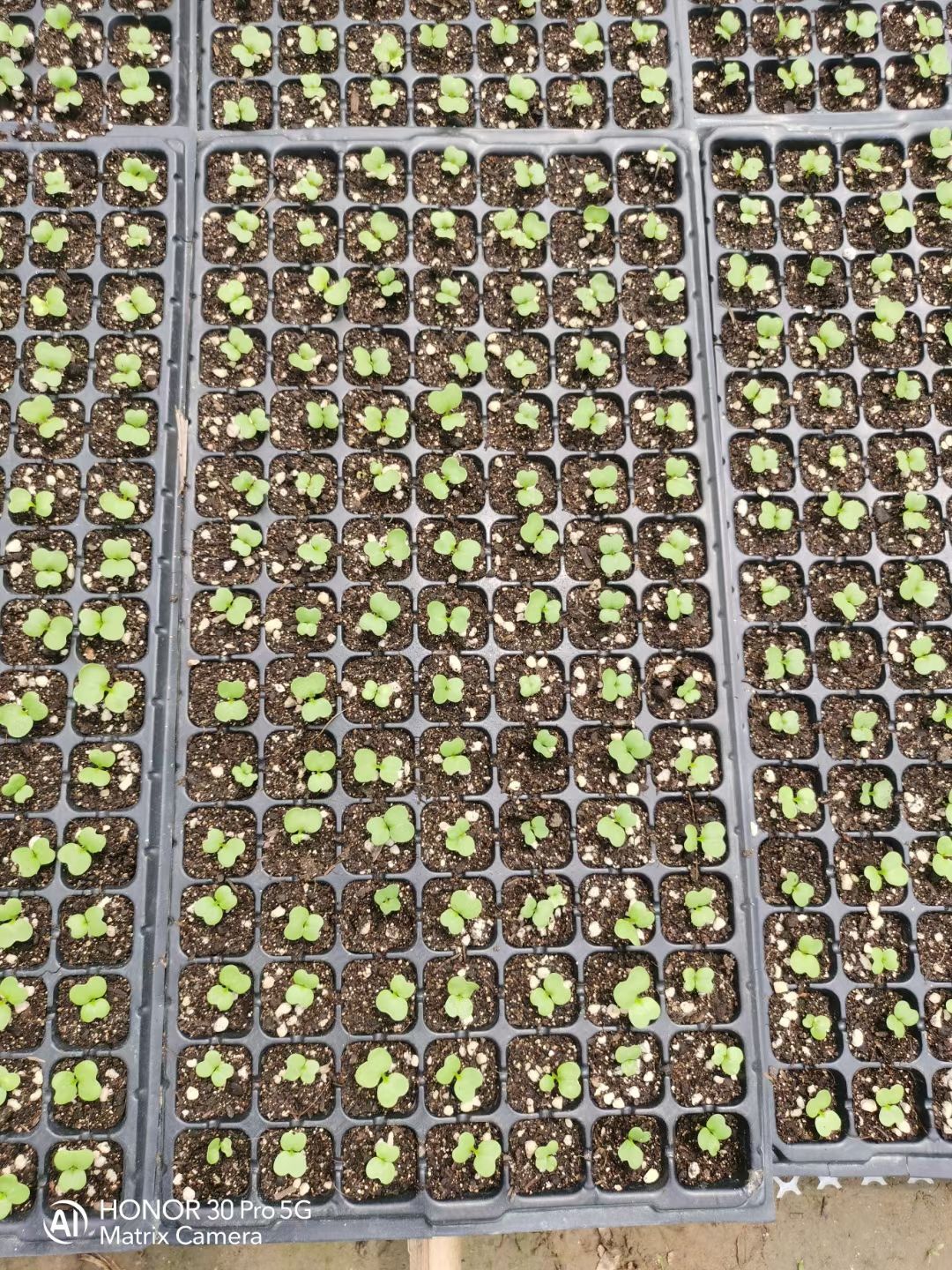 栽培基质  育苗肥