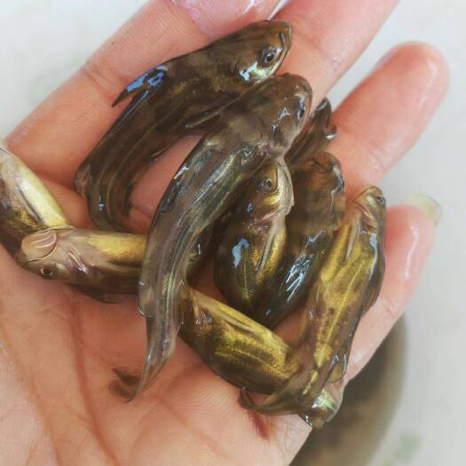 江门杂交黄颡鱼苗。