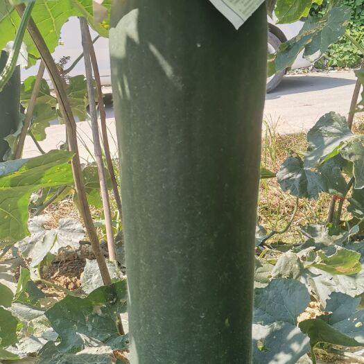 桂林黑皮冬瓜  黑皮吊冬瓜