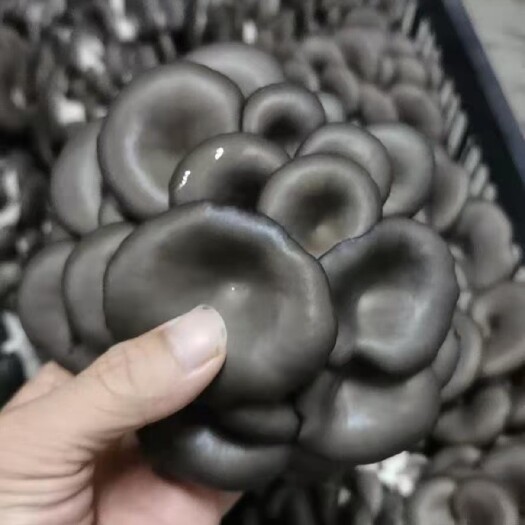 洛阳平菇菌种 平菇菌棒