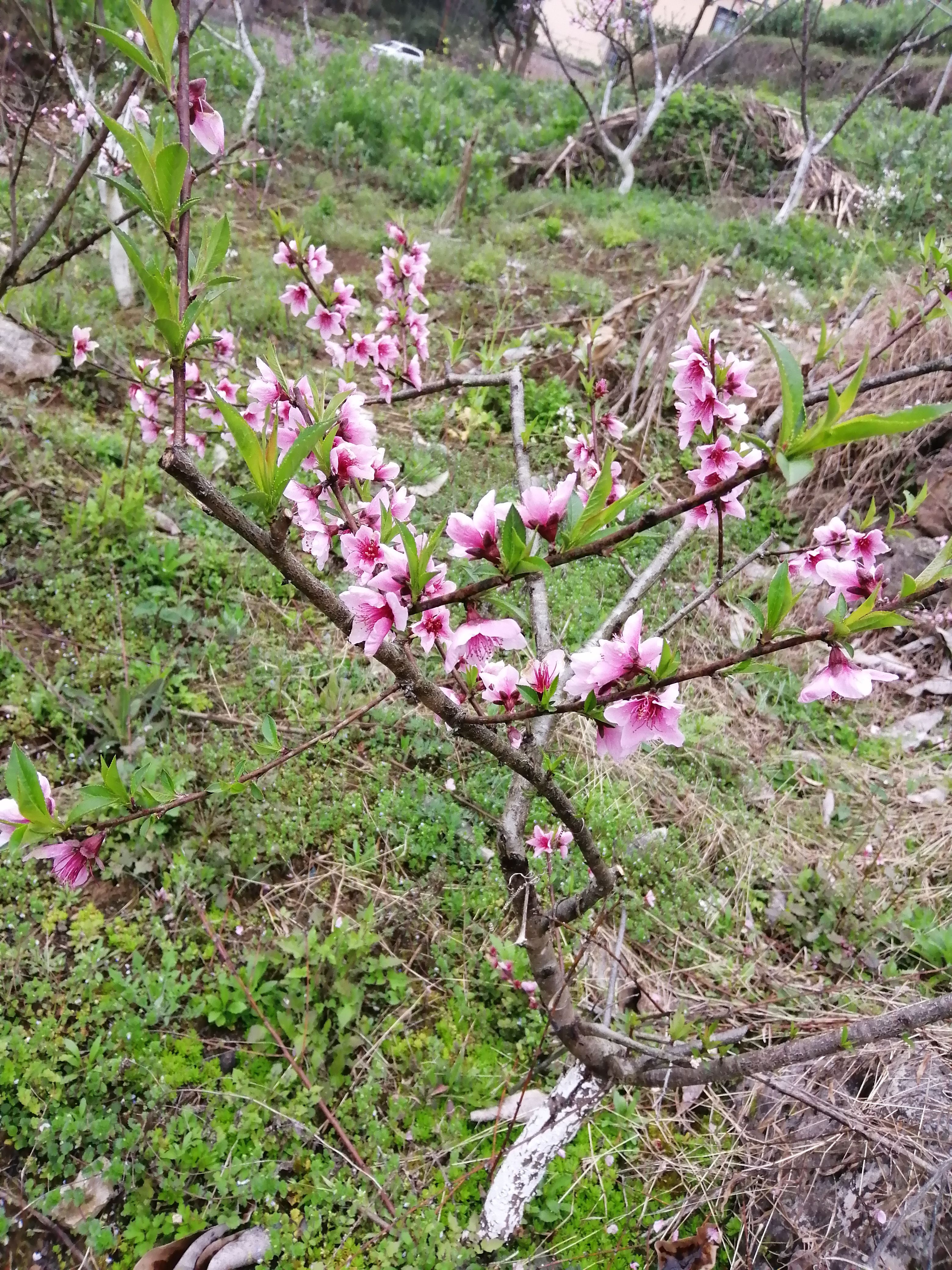  干桃花