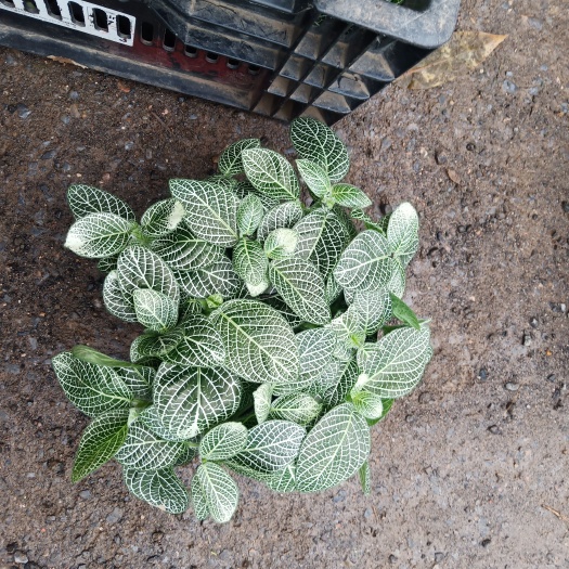 网纹草 网纹