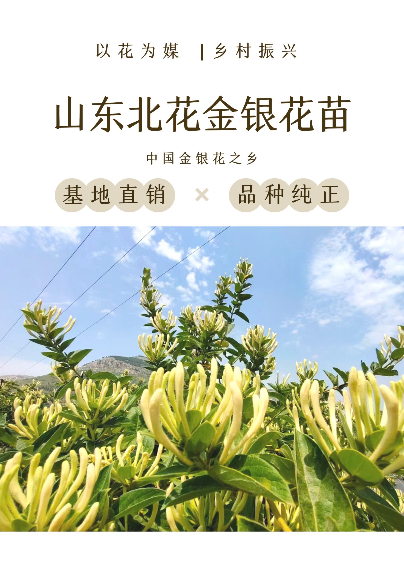 北花一号金银花种苗  顺丰包邮 超长花期 技术指导 干花回收