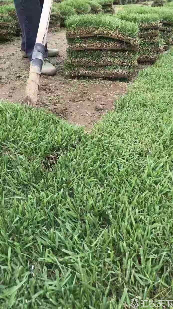 草坪草