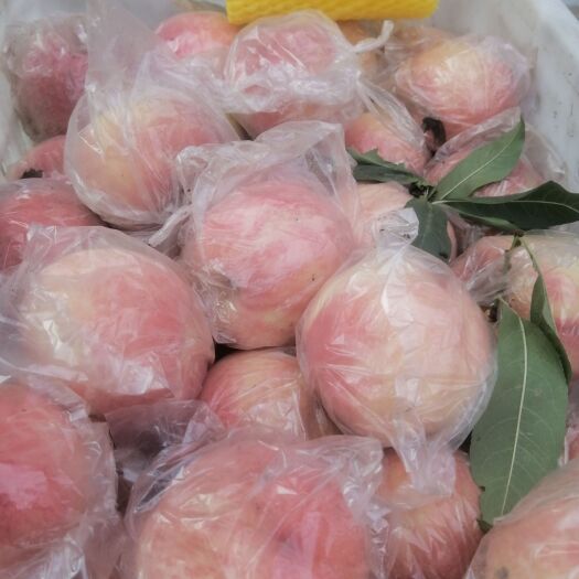 礼泉县永莲蜜桃 富岛甜逃