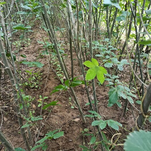 赞皇县 板栗树苗