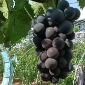 鸿鑫鲜果果品有限公司大量供应辽南地区精品巨峰葡萄