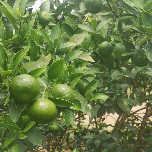 新余蜜桔 新余蜜橘，皮薄肉厚，汁多化渣，口感味甜，深受新老客户喜爱