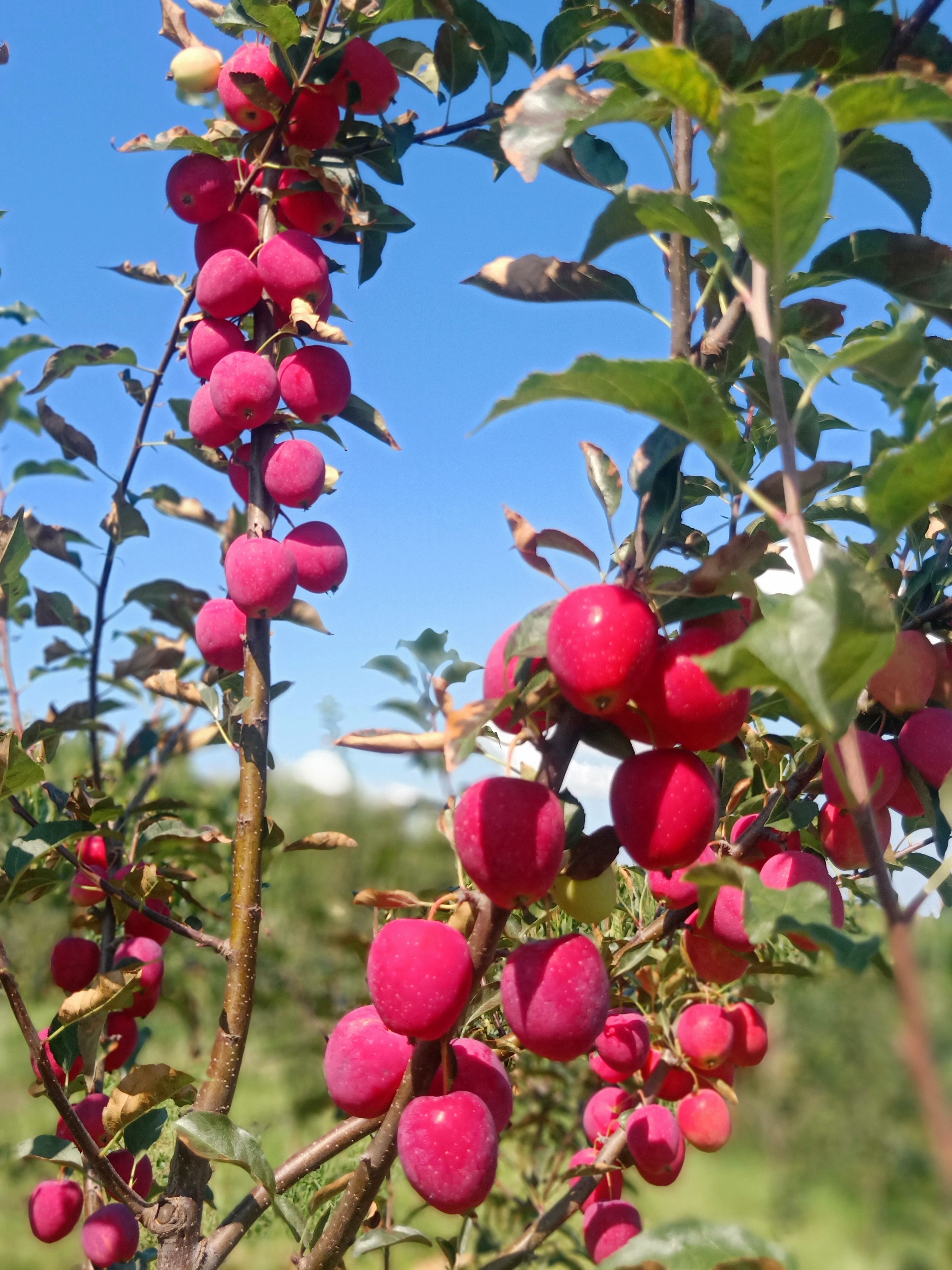 金红123  鸡心果