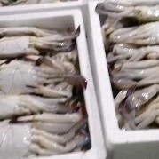 苏州三点蟹 梭子蟹