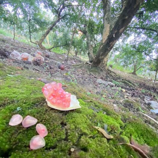 蒙自市蒙自水晶石榴