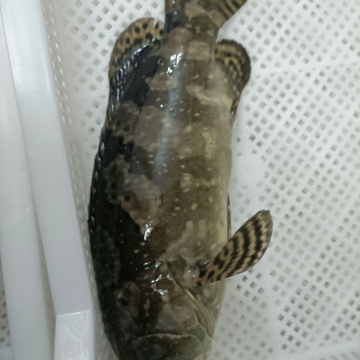 琼海市珍珠龙胆石斑鱼  珍珠斑产地直销-海南珍珠斑供应-龙胆斑批发