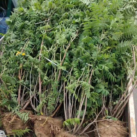 博野县珍珠梅 华北珍珠梅1-2米高大冠幅，丛生珍珠梅大量供应中