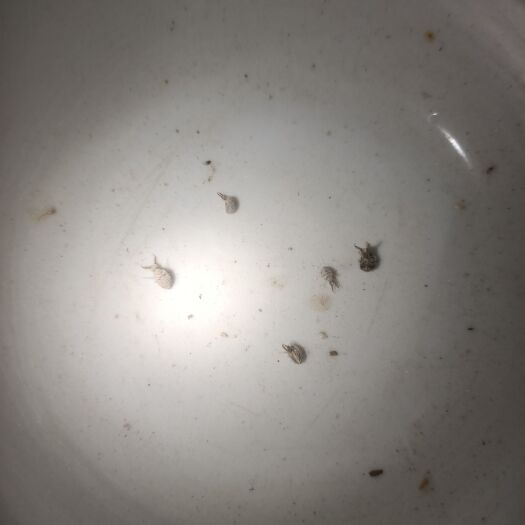 于都县纯地牯牛，个小药用价值高