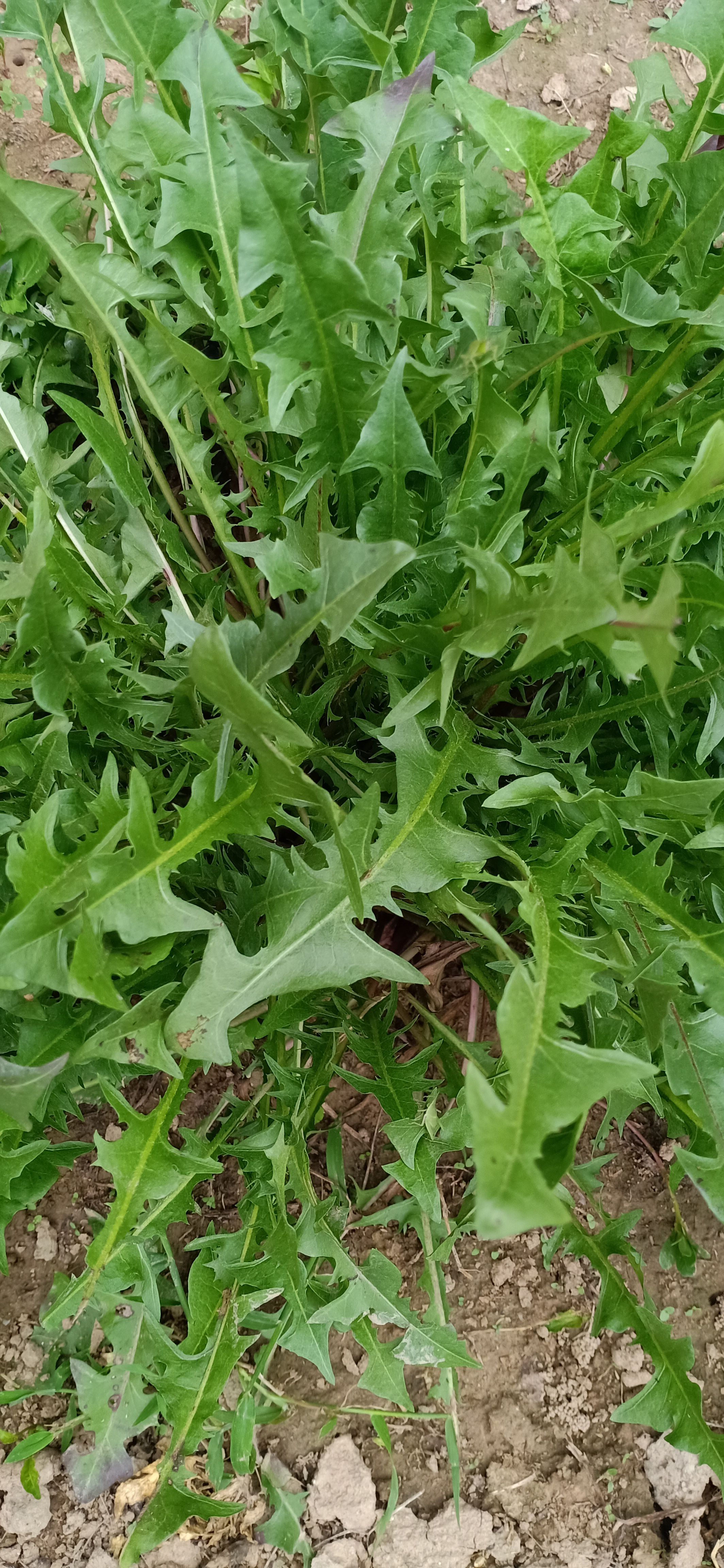 野菜种子批发一雪樱子种子