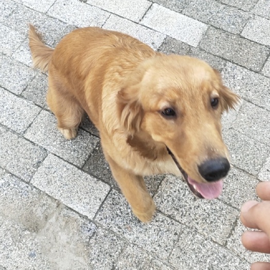 顺平县金毛犬  精品金毛幼犬