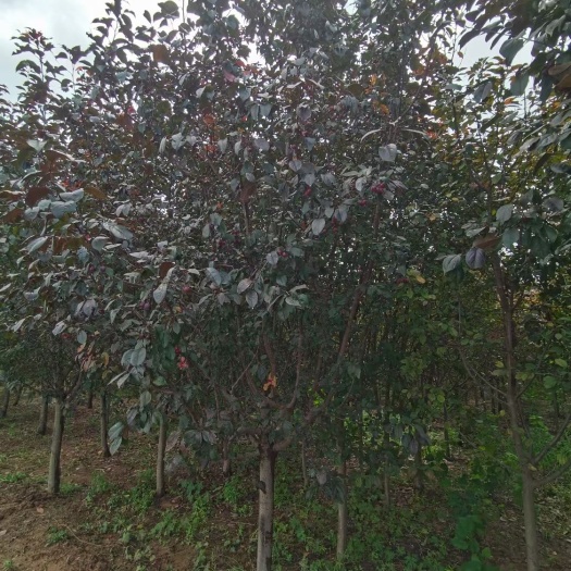  4-8公分红宝石海棠！定植移栽苗！大冠幅！大量供应中