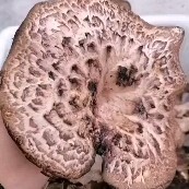 西宁 黑虎掌菌，翘鳞肉齿菌熊掌菌