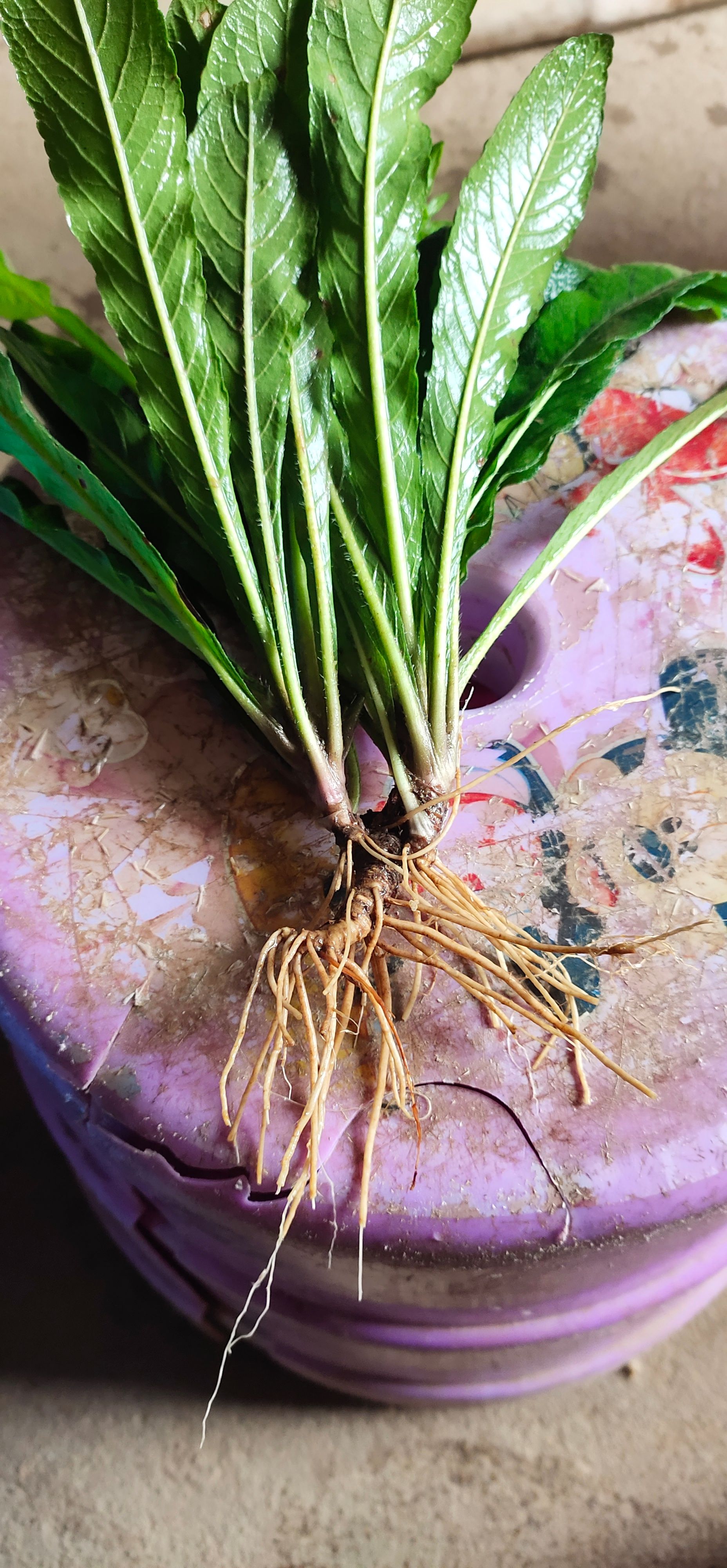 地胆草 广西新鲜地胆头草药深山老林天然地胆草