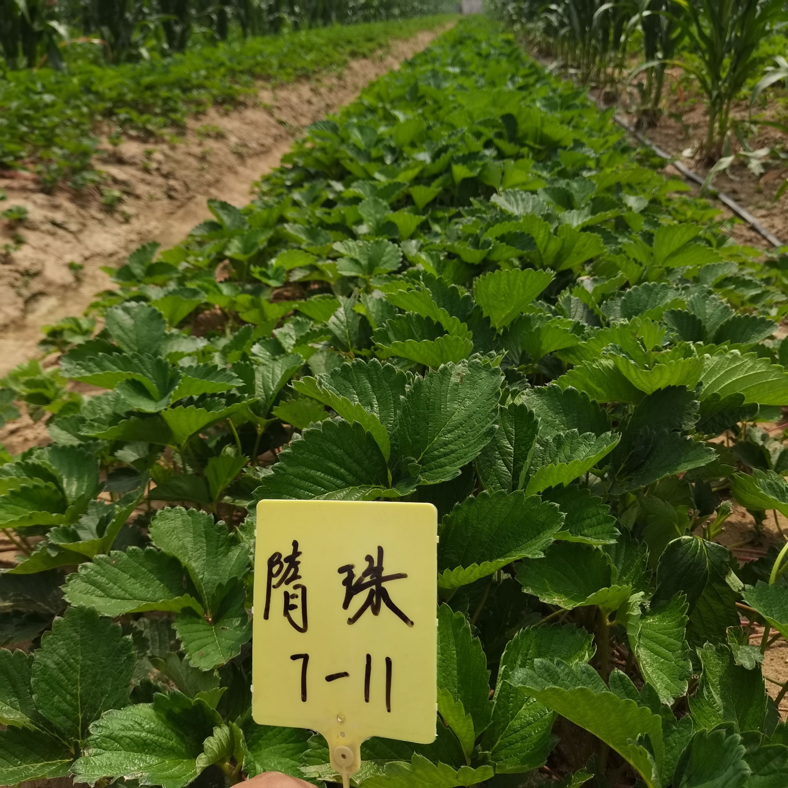 甜查理草莓苗  采用组培种苗繁育，土壤日本高温土壤杀菌技术