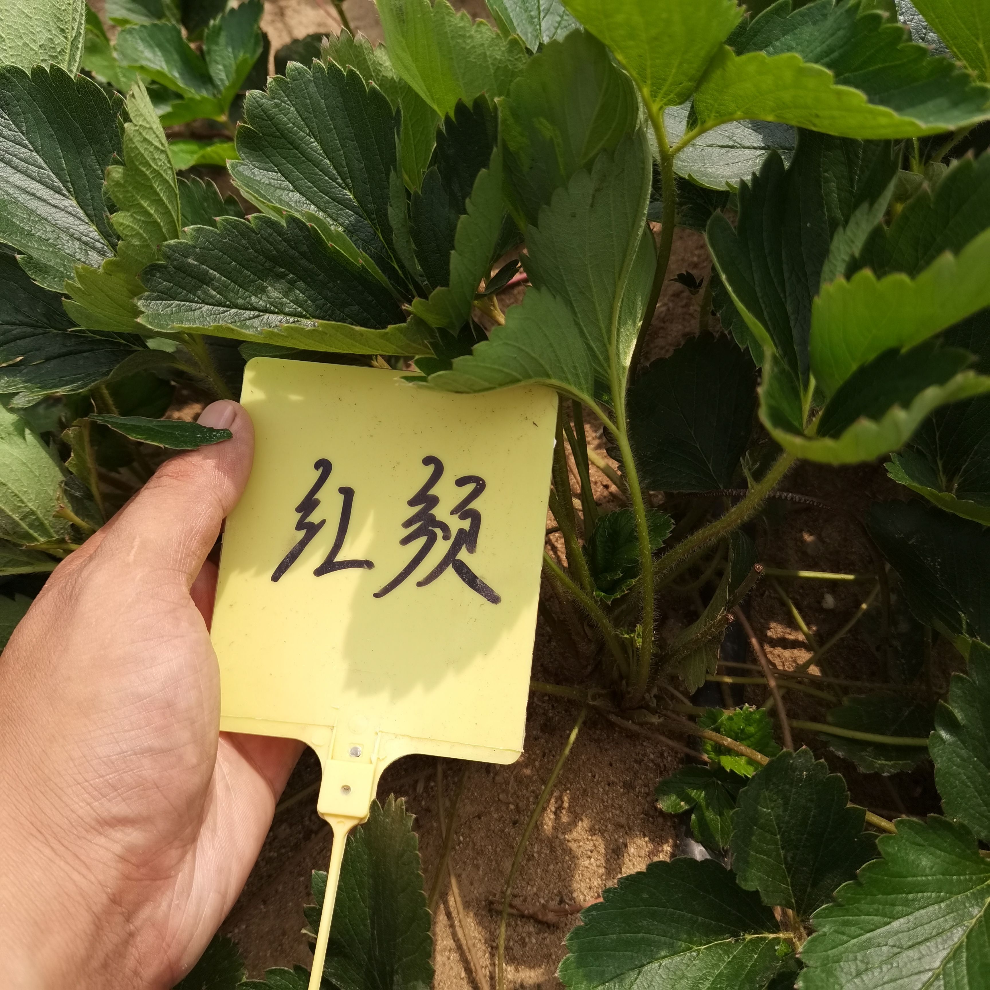甜查理草莓苗  采用组培种苗繁育，土壤日本高温土壤杀菌技术