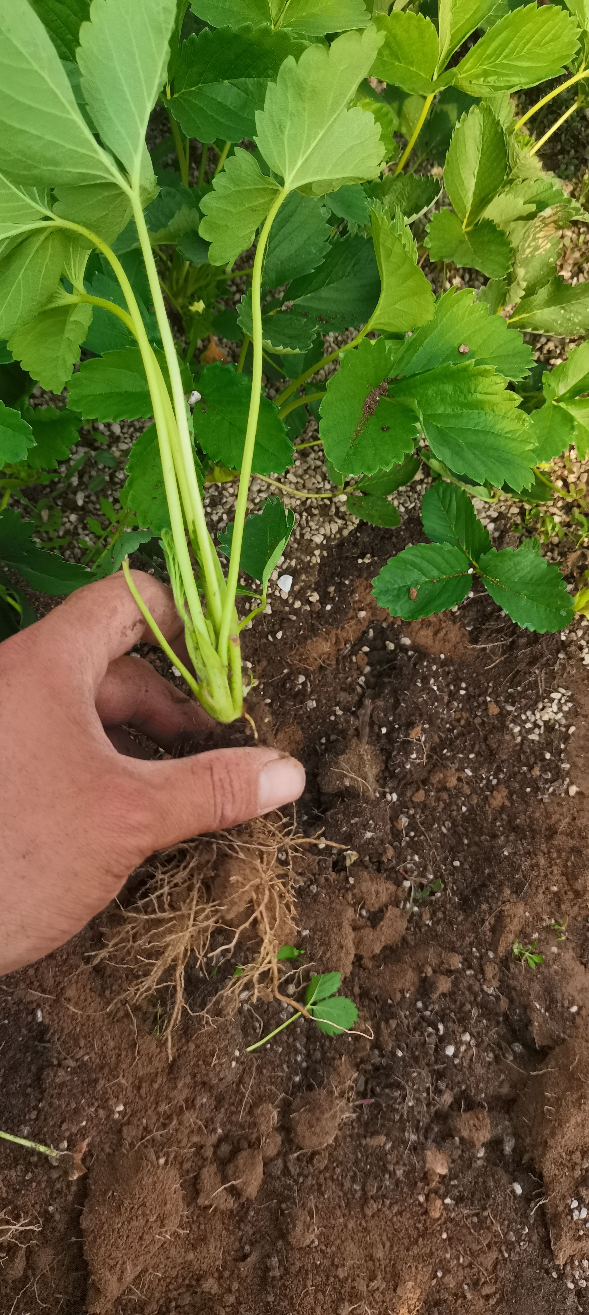 妙香7号草莓苗  隋珠香野草苗，红颜草莓苗草莓假植苗，